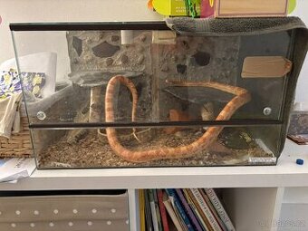 Užovka Červená + terárium + topná podložka