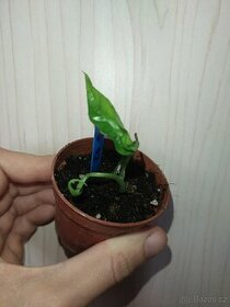Epipremnum pinnatum Green 02