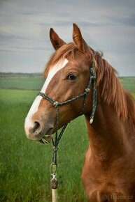 Prodám hřebce Appaloosa horse nar. v květnu 2023 - 1
