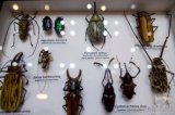 Odkoupím sbírku hmyzu, brouků (coleoptera)
