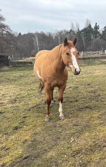 APH-American Paint horse