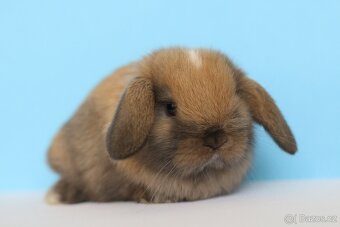 ❤️❤️ Minilop kluci ❤️❤️