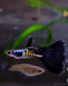 Paví oka Galaxy Blue