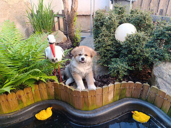 Akita inu s PP - 1