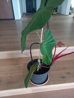 Philodendron Red - 1