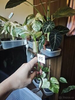 Monstera alba č.10