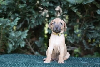 Rhodéský ridgeback s PP posledni volné štěňatka..vrh E - 1