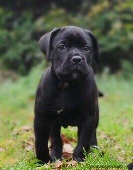 Cane Corso s PP (FCI)