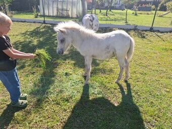 Luxusní minihorse hrebeček