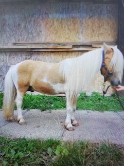 Pony plemenný žrebec