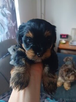 Yorkshire teriér