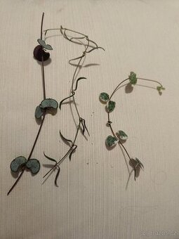 Ceropegia 3 druhy - sada