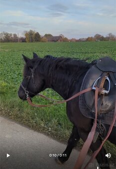 Prodám poníka 135 cm