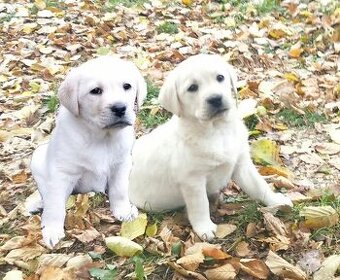 Labradorský retrívr fenka+pejsek ihned k odběru