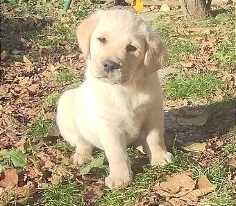 Labradorský retrívr pejsek ihned k odběru