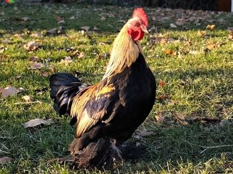 Zakrslá rousná - kohoutci