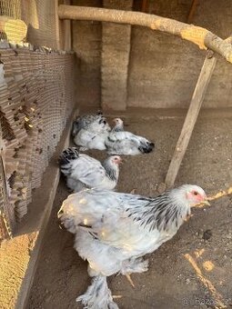 Brahmanka kolumbíjská