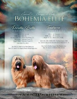 Briard plavý- štěňata, fenky