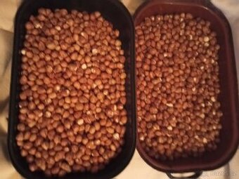 Lískové ořechy vyloupane