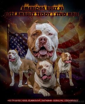 American bully xl