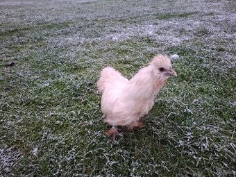 Hedvábnička velká vousatá bílá