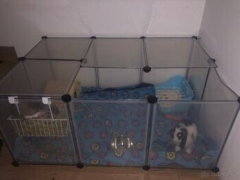 Minilop zakrslý králíčci