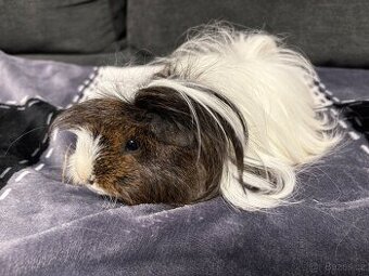 Morče samička peruánec