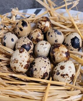 násadová vajíčka křepelky bílé anglické ,zlaté