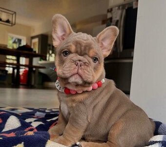 Štěňata francouzského buldočka k adopci.