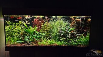 Rostliny pro akvárium