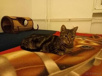 Kastrovaná a očkovaná Lara k adopci