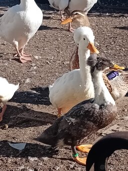 Kachna nasadova vejce