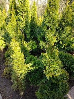Túje Smaragd a thuja orientalis v Blansku