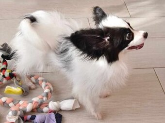 Papillon s PP - pejsek - 1