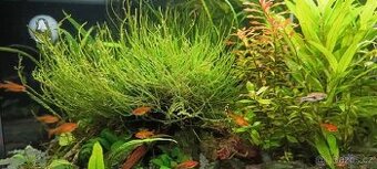 Jávský mech do akvária - Stringy moss - 1