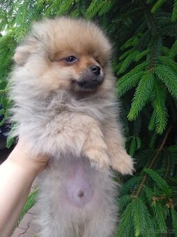POMERANIAN
