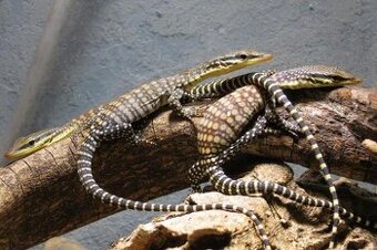 Varanus glauerti - 1
