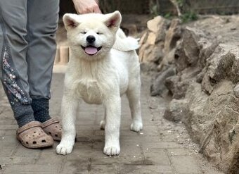 Akita Inu s průkazem původu
