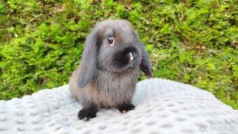 Zakrslý beránek, králíček, králík - PATRICIE