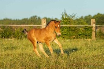 Welsh Cob hřebeček