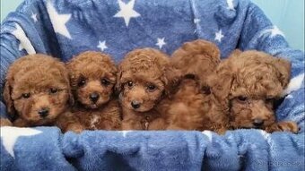 Maltipoo