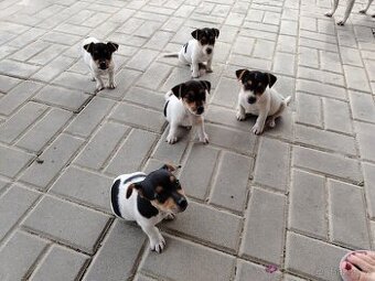 Jack Russell teriér