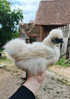 Slepička Hedvábnička - 1