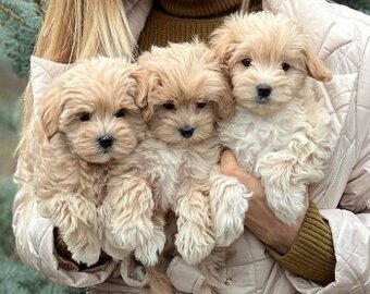 Maltipoo