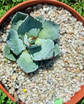 Agave parryi var. Truncata