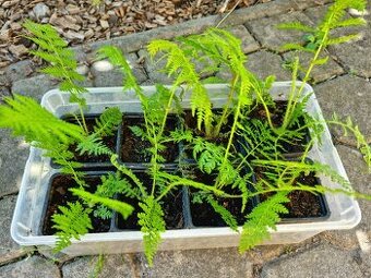 Cyathea cooperi - Australská stromová kapradina