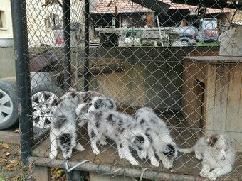Štěňata border kolie merle