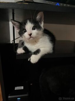 Nabízím koťata