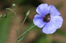 Len setý-Linum usitatissimum  2000 semen  50 Kč