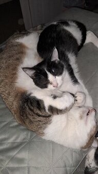 Daruji kocourka a kočičku